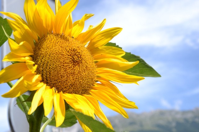 Sommerpause