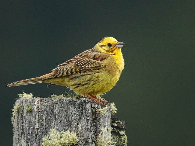 Federleicht. Kurzexerzitien in der Natur