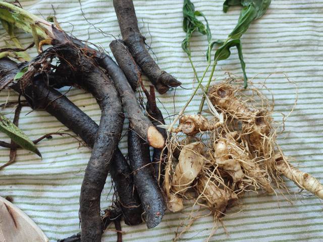 Wir erkunden den Naturgarten am Iselhof in Lienz - Workshop