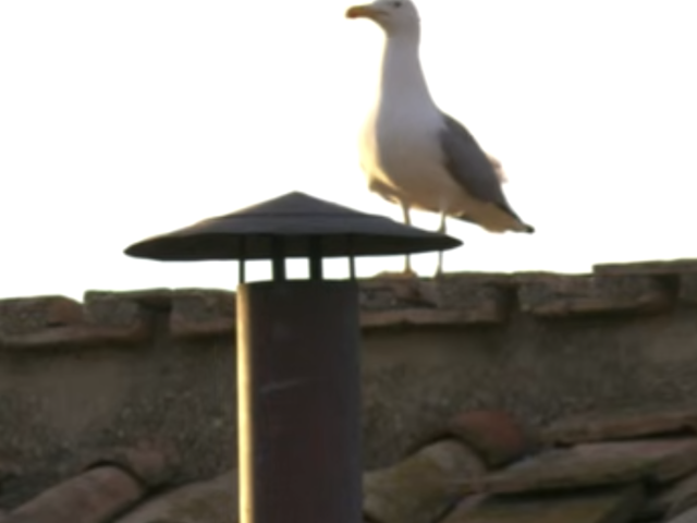 Medienaffine Möwe wartet bei Papstwahl auf Rauch