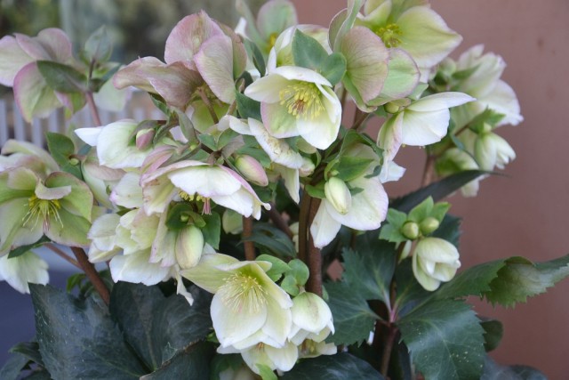 Liebe Gäste und Besucher:innenn