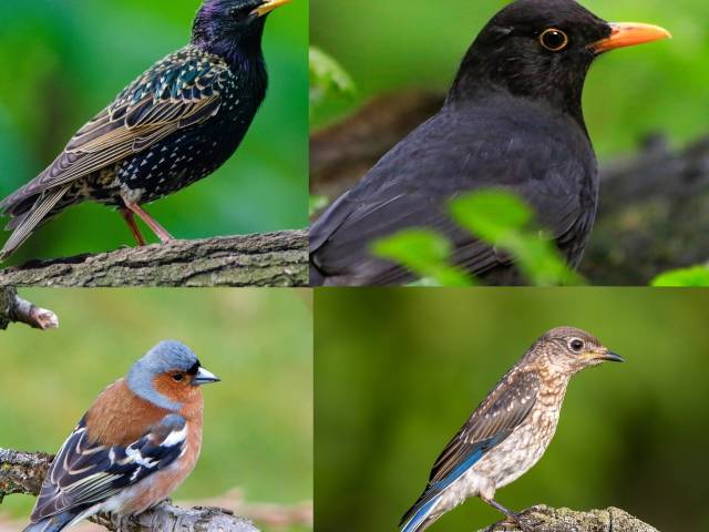 Amsel, Drossel, Fink und Star – Frühling im Murnauer Moos