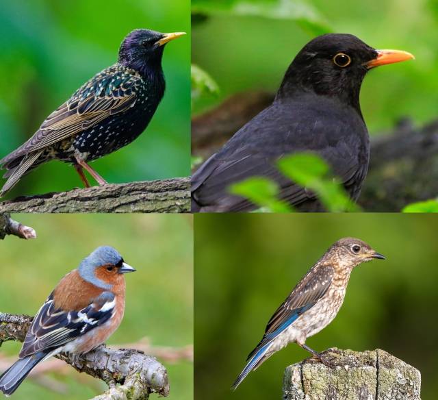 Amsel, Drossel, Fink und Star – Frühling im Murnauer Moos