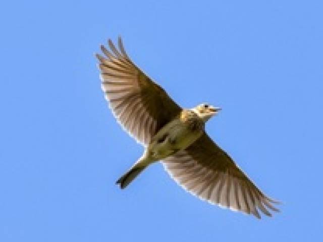 Schaut auf die Vögel des Himmels