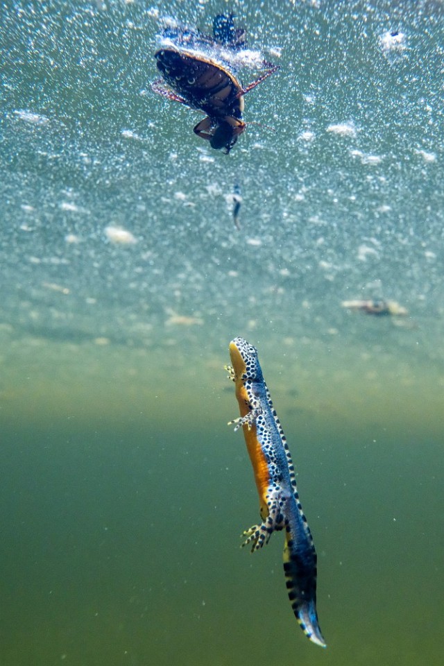 Wie uns Moore helfen (BA0200264)