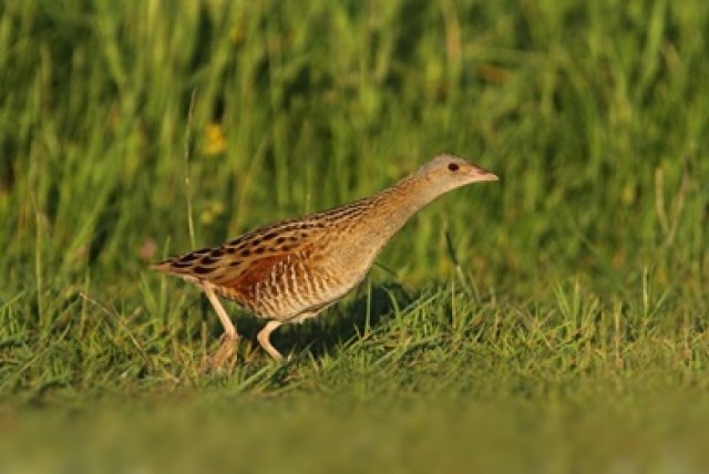 Wiesenvögel in Tirol