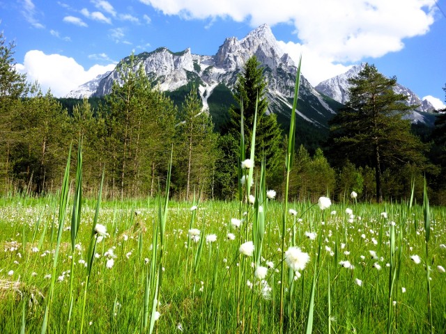 Lermooser Moos, Foto mit Gras, Moor, Berge