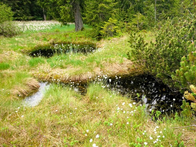 Foto Zöbler Moos, Sumpflöcher, Latschen Wald