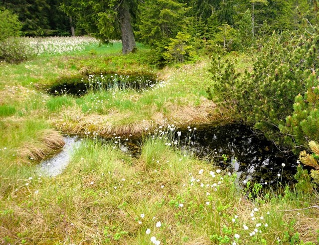 Foto Zöbler Moos, Sumpflöcher, Latschen Wald