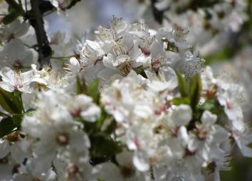 Frühling