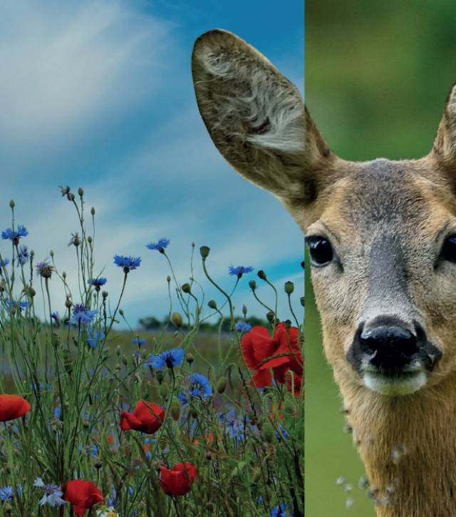 Lehrgang 2023/24: Respektvoll zu Gast bei den heimischen Wildtieren - Modul 2